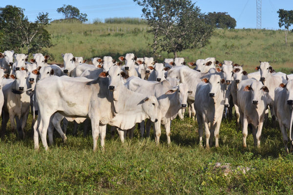 Campanha de vacinação contra febre aftosa começa dia 1° de maio