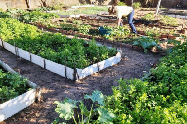 SÃO FÉLIX: Escola do Jalapão distribui produtos da horta escolar para familiares dos estudantes