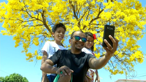 Florada dos ipês traz beleza e cor para as ruas de Palmas