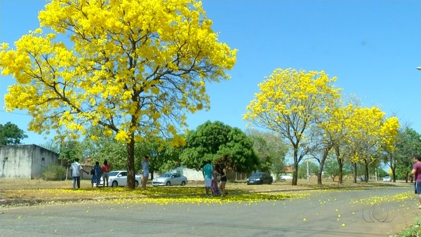 Florada dos ipês traz beleza e cor para as ruas de Palmas – Folha do Jalapão