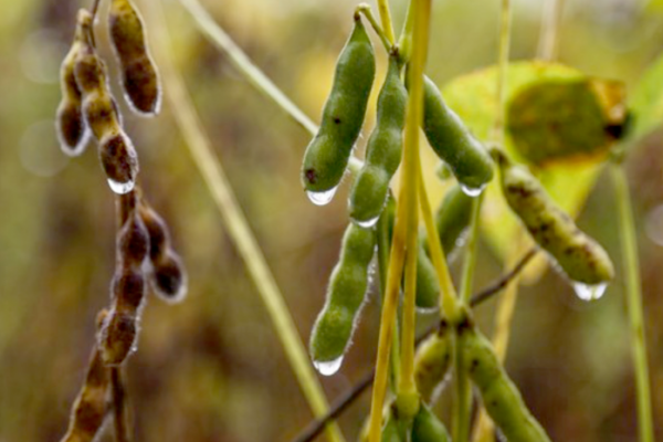 Governo do Tocantins realiza encontro sobre tendências agroclimatológicas para safra de grãos 2021/2022