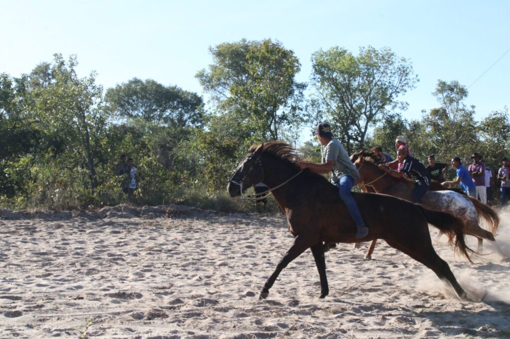 Cavalos fofinhos nunca são demais!