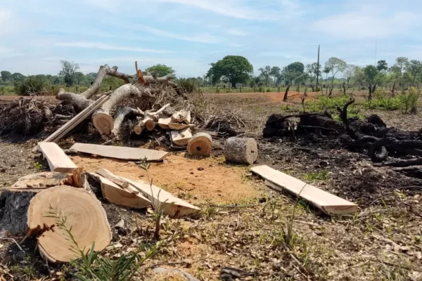 Suspeita de desmatamento ilegal leva MPE a investigar 233 propriedades rurais do estado