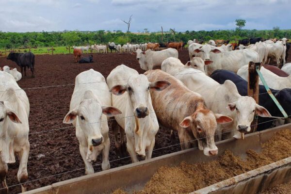 Governo do Tocantins investe no melhoramento genético de seu rebanho bovino