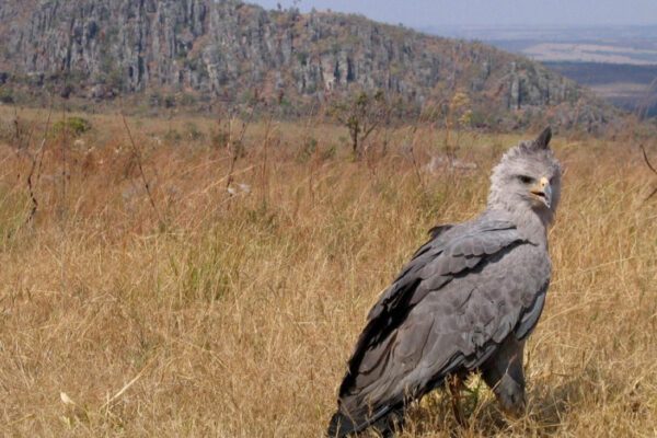 Naturatins localiza ninho de águia em perigo de extinção no Tocantins