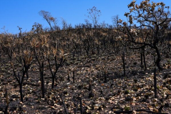 Mais de 300 propriedades rurais são reincidentes em queimadas ilegais por 3 anos consecutivos
