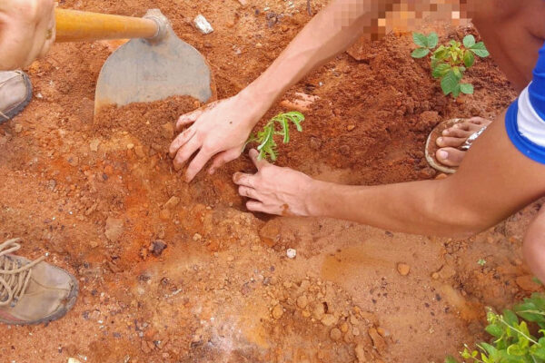 Unidades socieducativas iniciam plantio de frutíferas do Cerrado como resultado de projeto realizado com internos