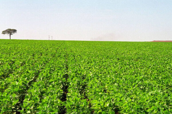 Plantio de soja no Tocantins está proibido até setembro para evitar pragas