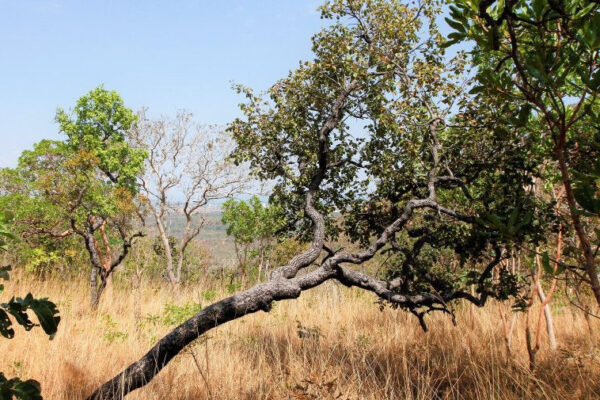 Governo do Tocantins divulga Boletim Climático com dados atualizados de 10 a 16 de setembro