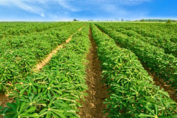 Governo do Tocantins implanta projeto Pão da Terra na região do Bico do Papagaio