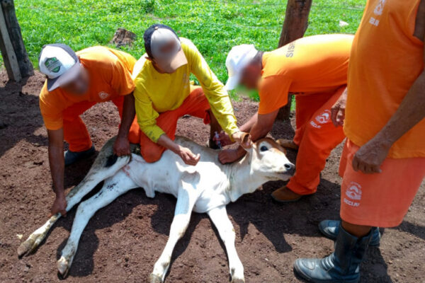 Governo do Tocantins capacita custodiados da Fazenda Agropecuária Penal de Cariri