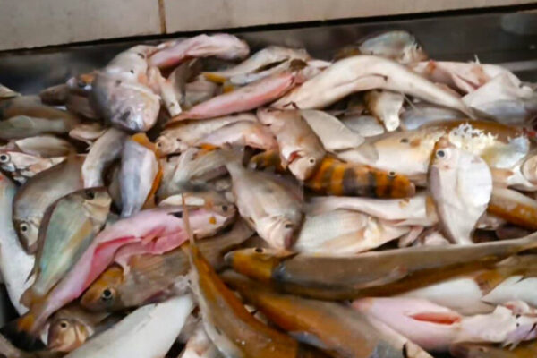 Naturatins alerta comerciantes de pescados sobre fim do prazo para declaração de estoques que termina nesta quinta-feira, 31