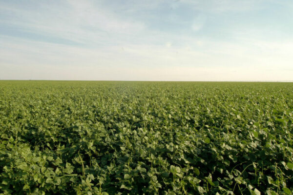 Tocantins reforça investimentos para o desenvolvimento da produção agrícola em 2024