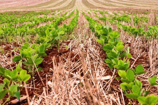 Expansão agrícola e avanço da semeadura colocam o Tocantins em destaque na produção de soja