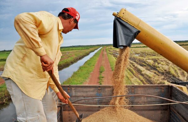 Governo do Tocantins investe em tecnologia e produtividade e mantém liderança na produção de arroz na Região Norte