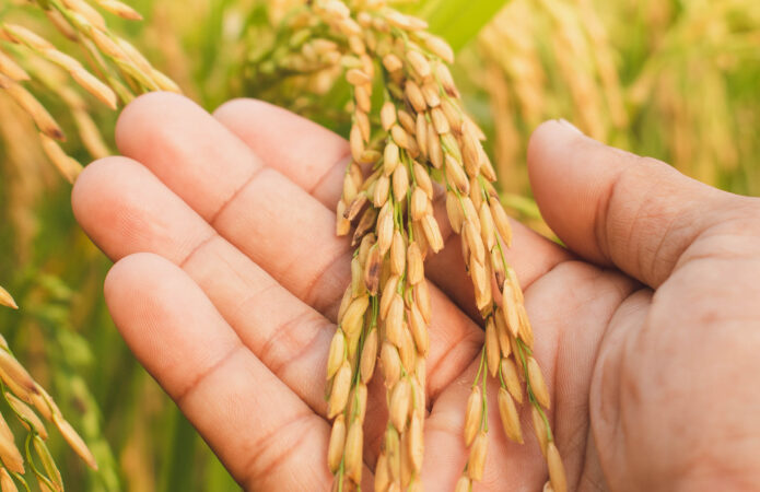 Conheça projeto em cidade do TO que é um dos maiores polos produtores de arroz do país