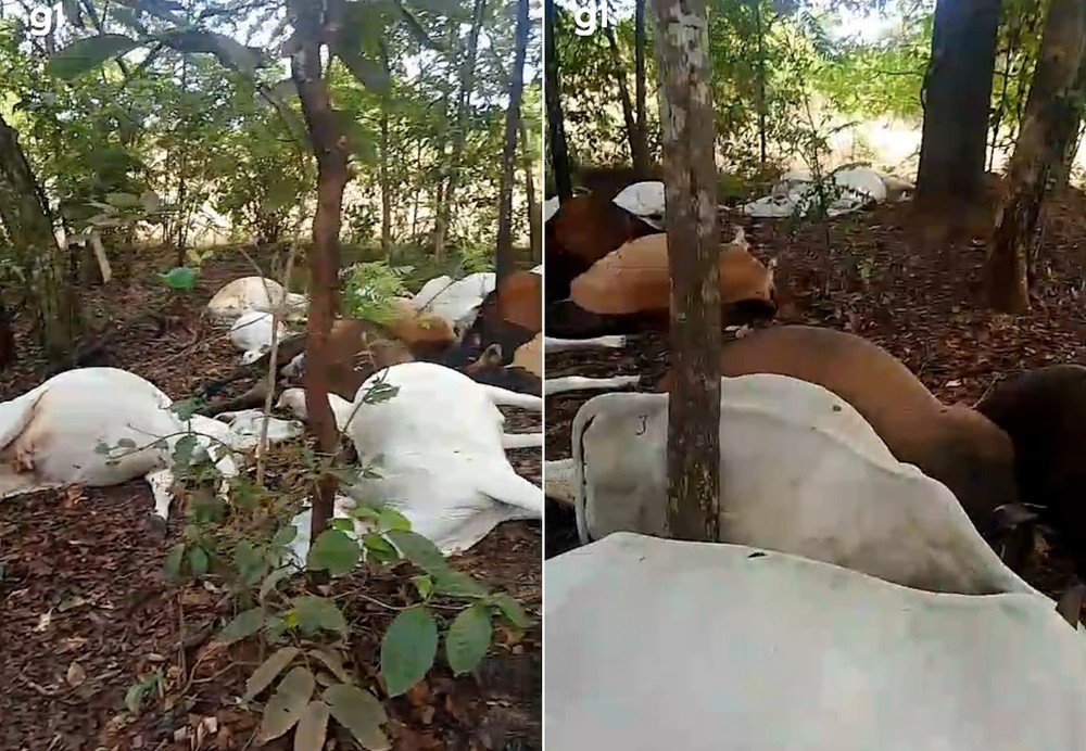 Rebanho de gado morre após ser atingido por raio em fazenda no Tocantins
